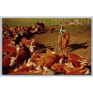 Postcard Vintage Cows Cattle Cows Cowboys Horses Corral Ranch Cutting 'Em Out